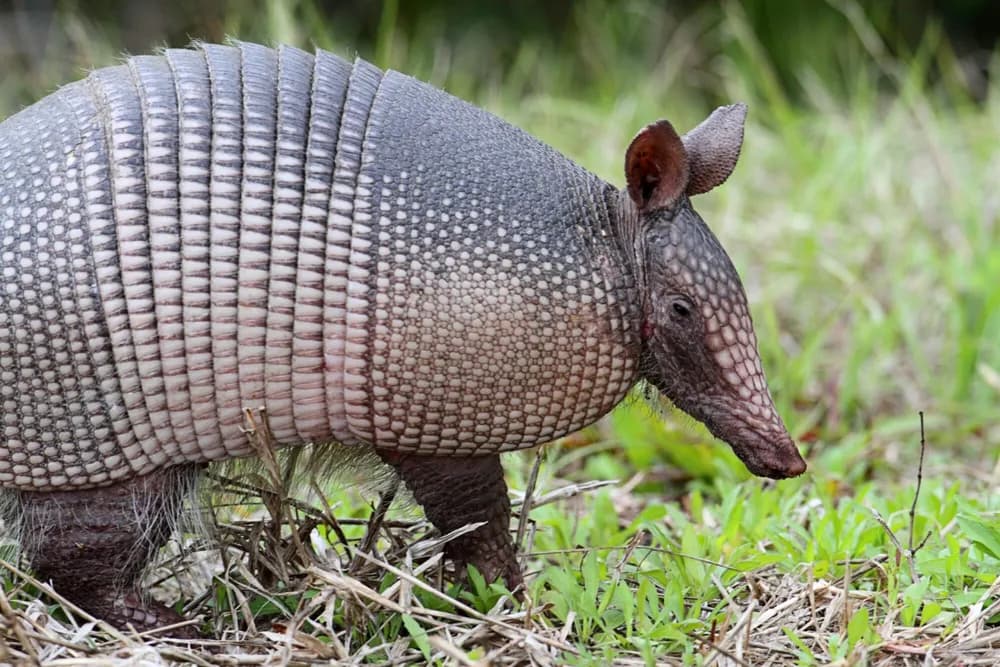 Armadillos