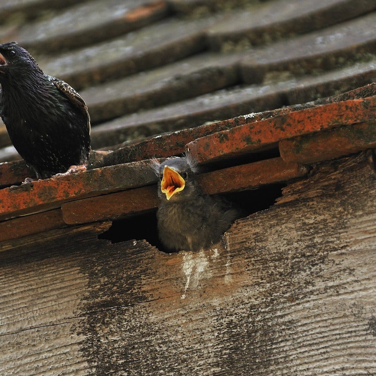 Birds