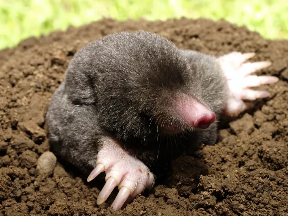 Moles