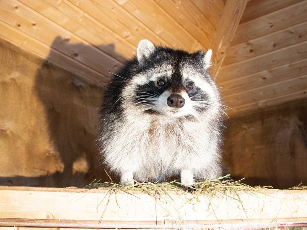 Raccoons