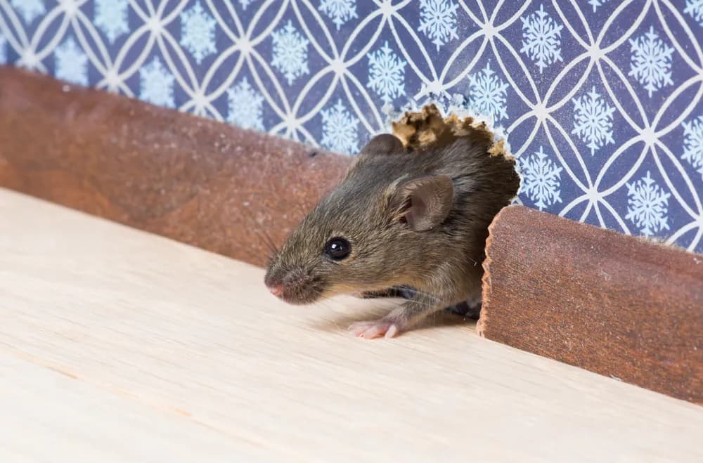 Rats & Mice