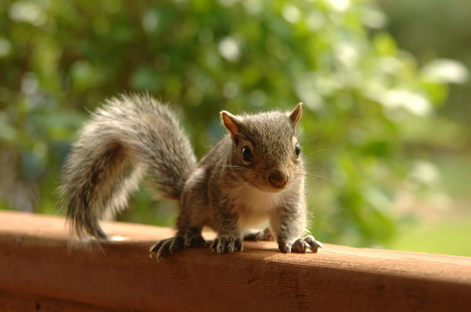 The Critter Crew Wildlife Removal