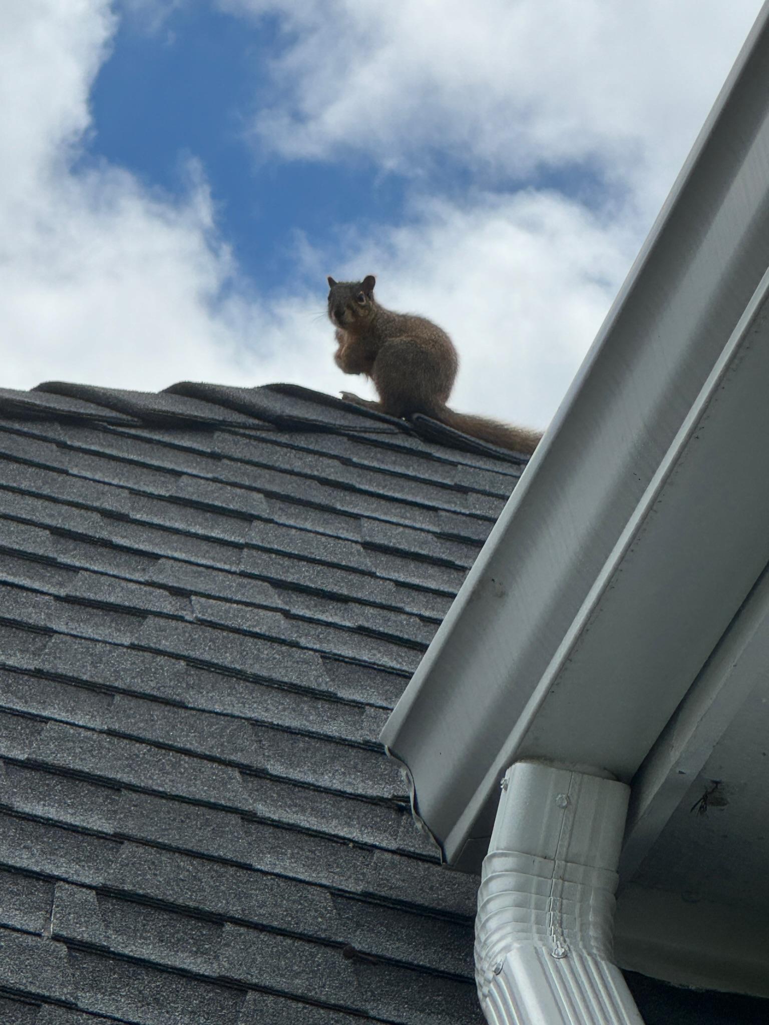 Animal perched on the ridge of a shingle roof beside an upper wall