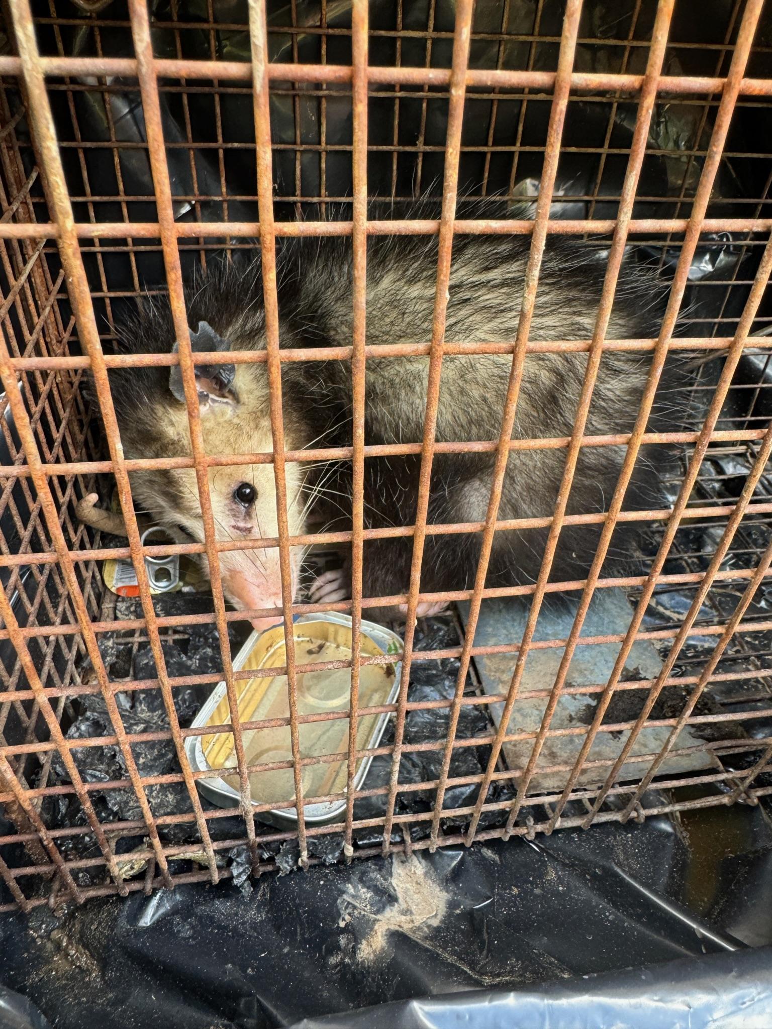 Opossum looking through the wire door of a live-capture trap