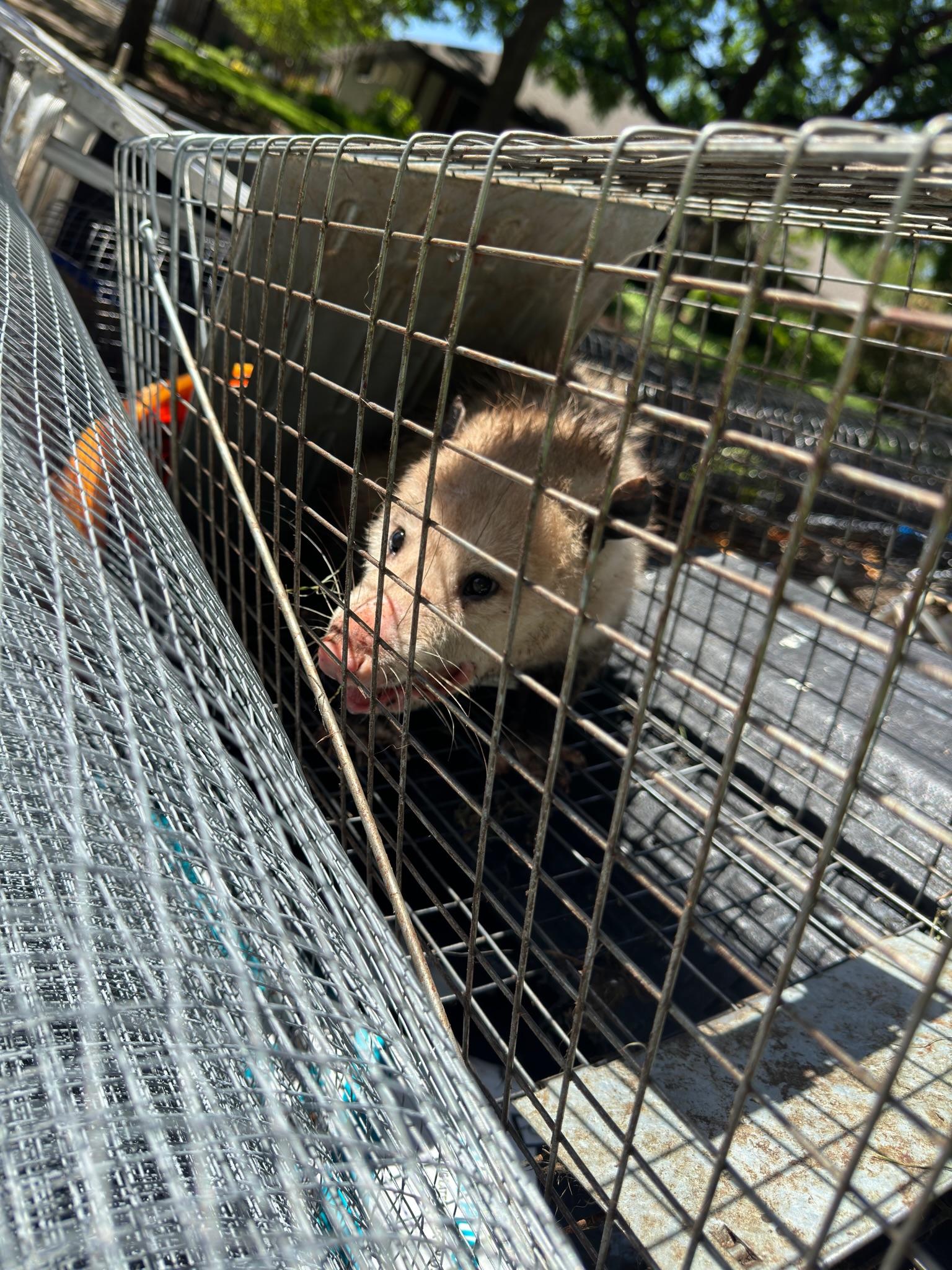 Opossum inside a metal live-capture cage outdoors