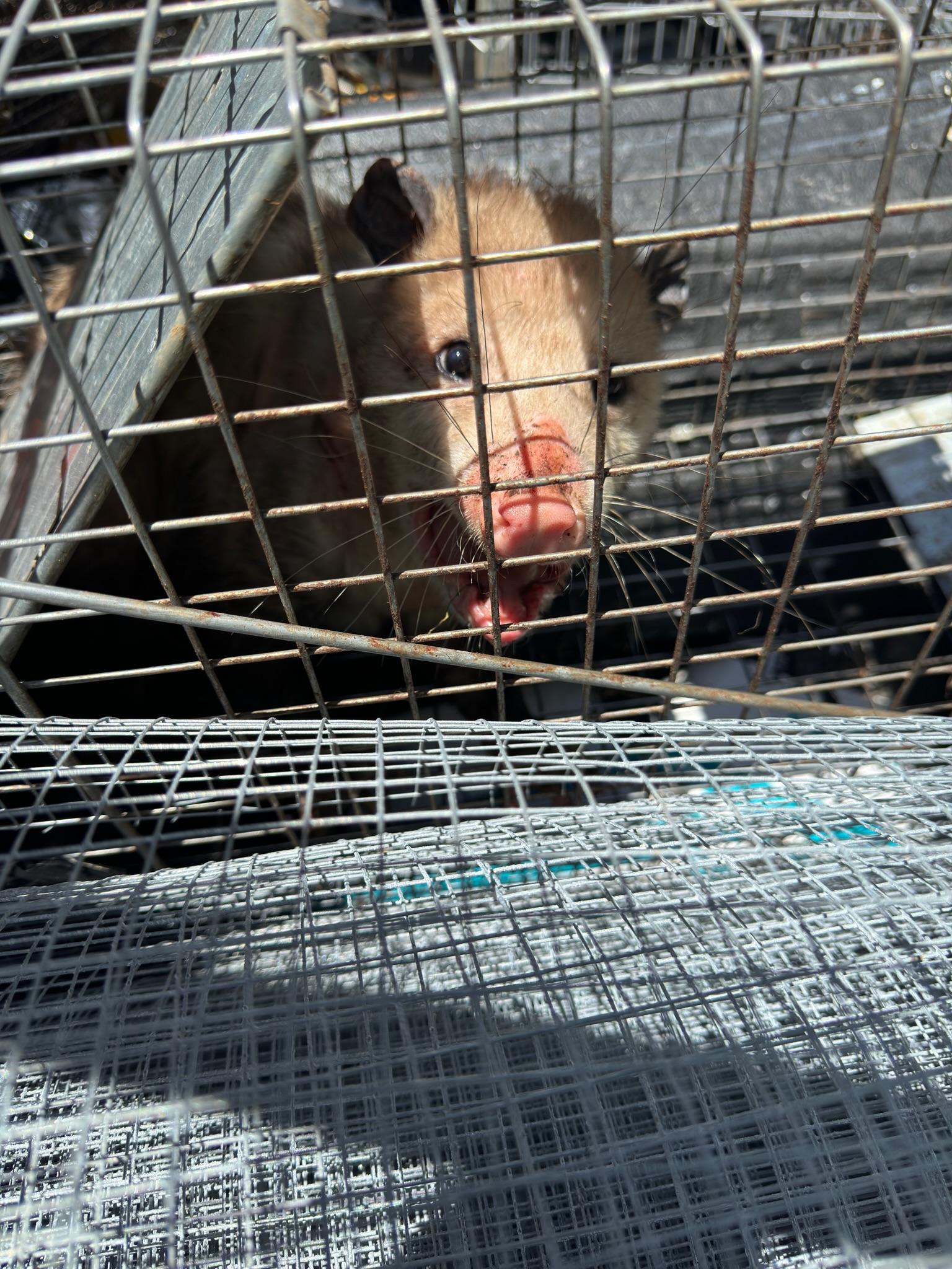 Close-up of an opossum behind the wire grid of a live trap
