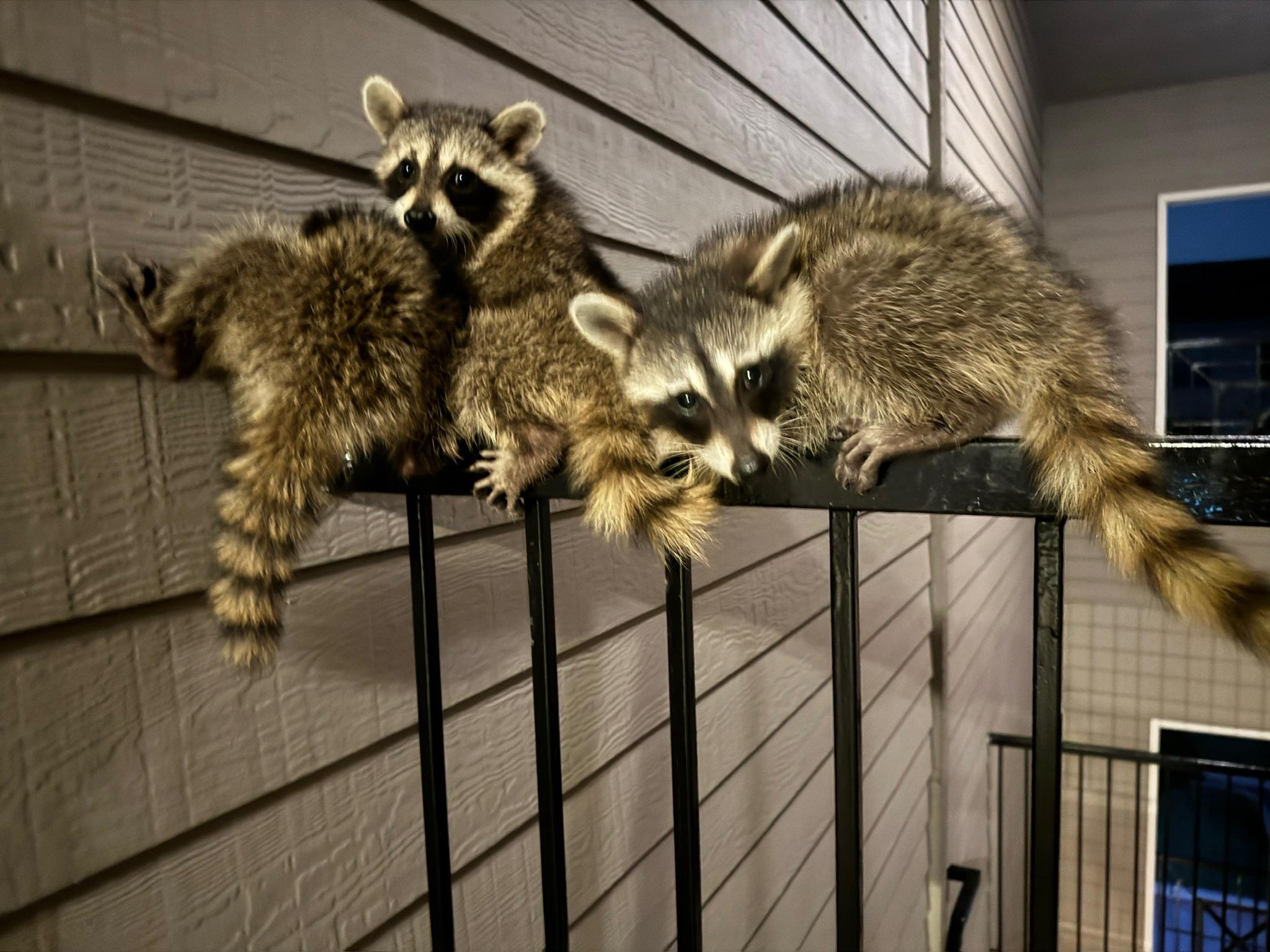 Two raccoons resting on a metal railing beside house siding