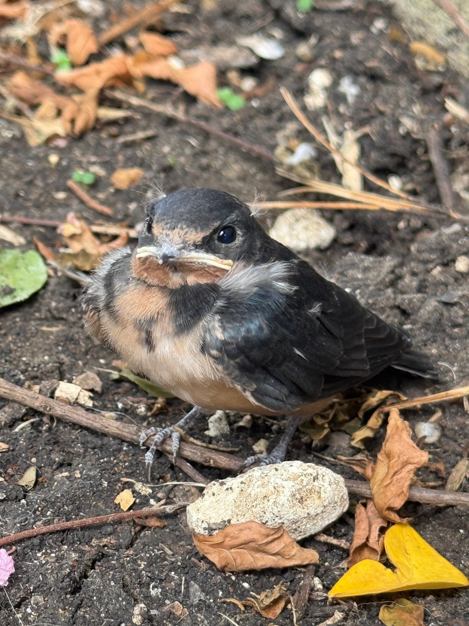 Young bird sitting among leaves and stones outdoors