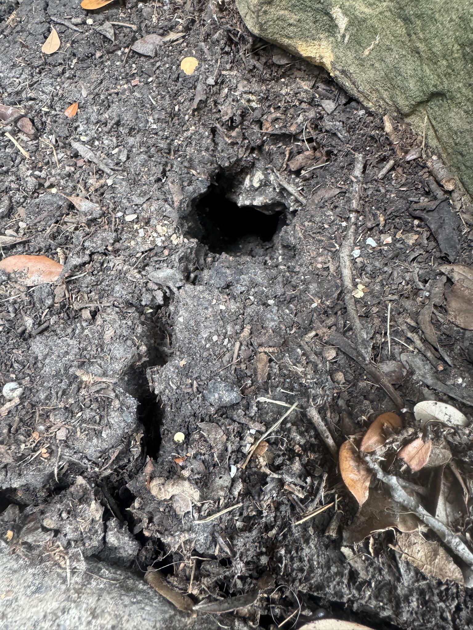 Small round burrow opening in soil beside a stone edge