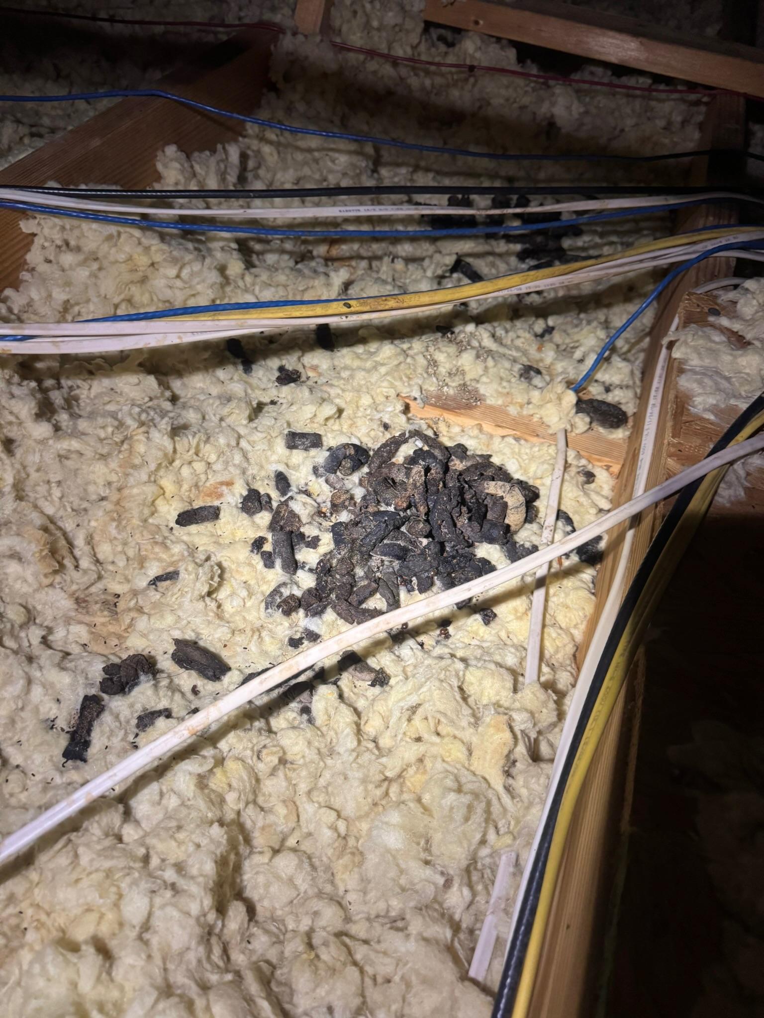 Animal droppings on insulation beside attic wires and framing