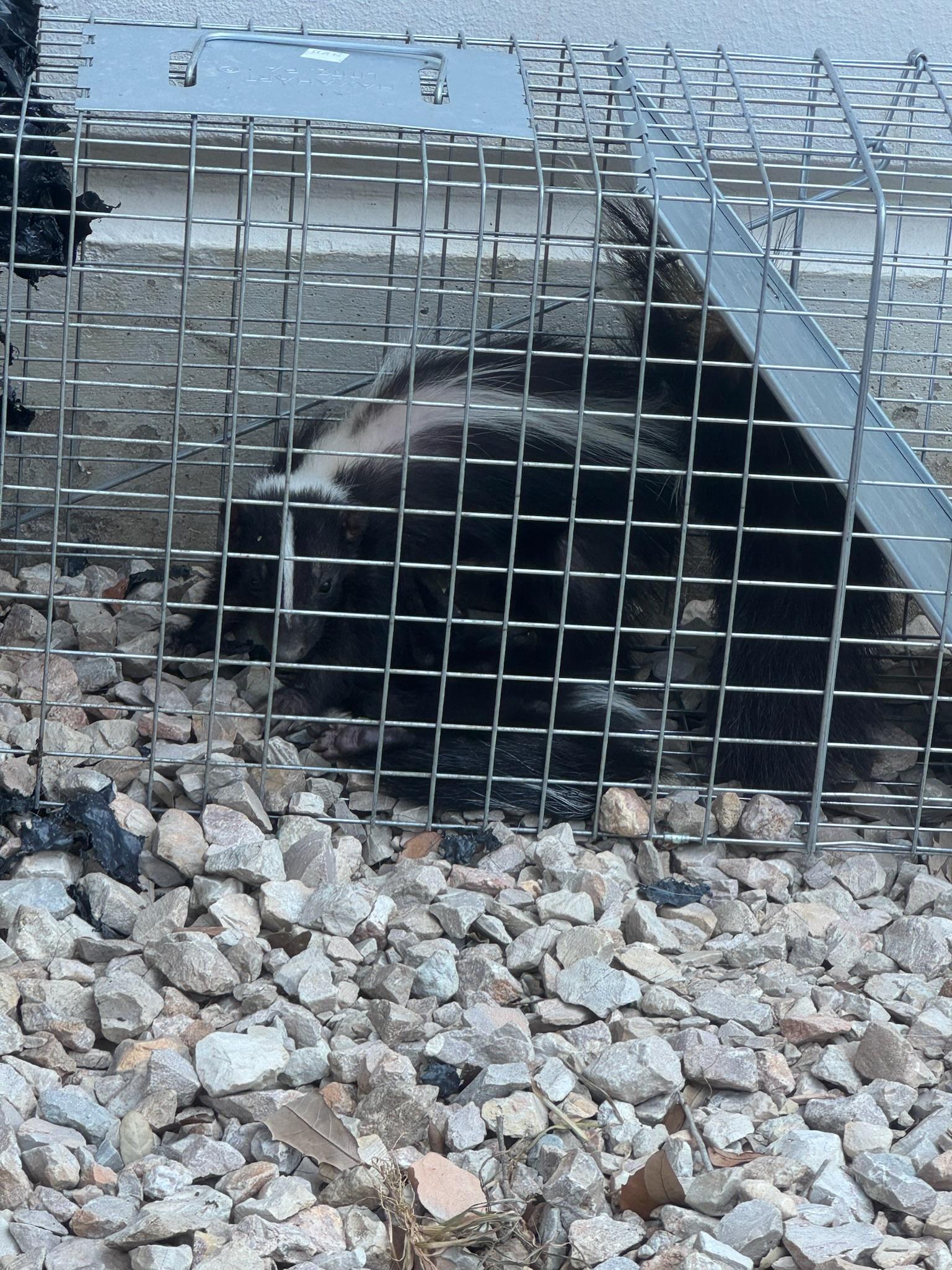 Striped skunk inside a wire cage on a gravel surface