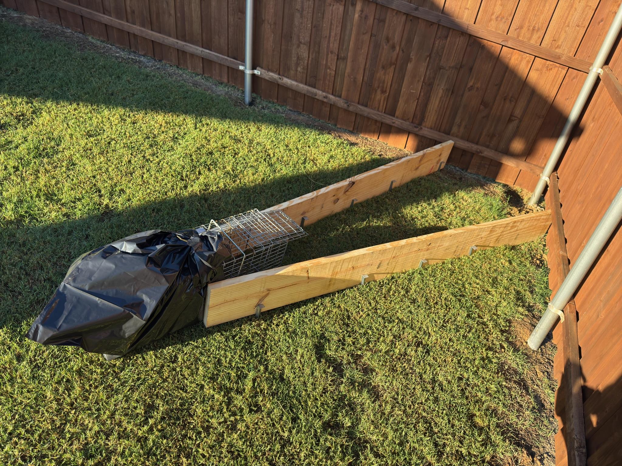 Covered live trap positioned between wooden boards beside a fence
