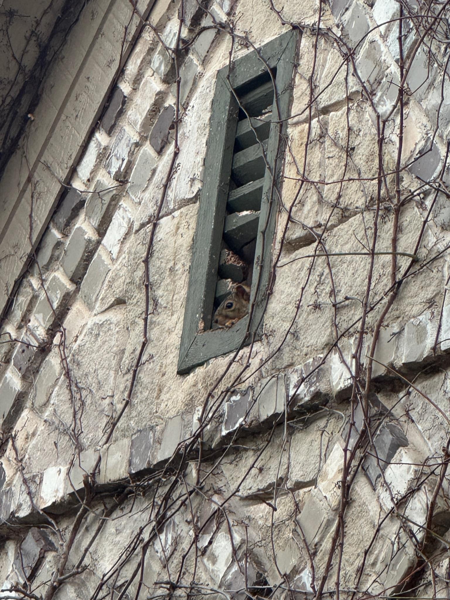Louvered vent in a masonry wall with climbing vines nearby