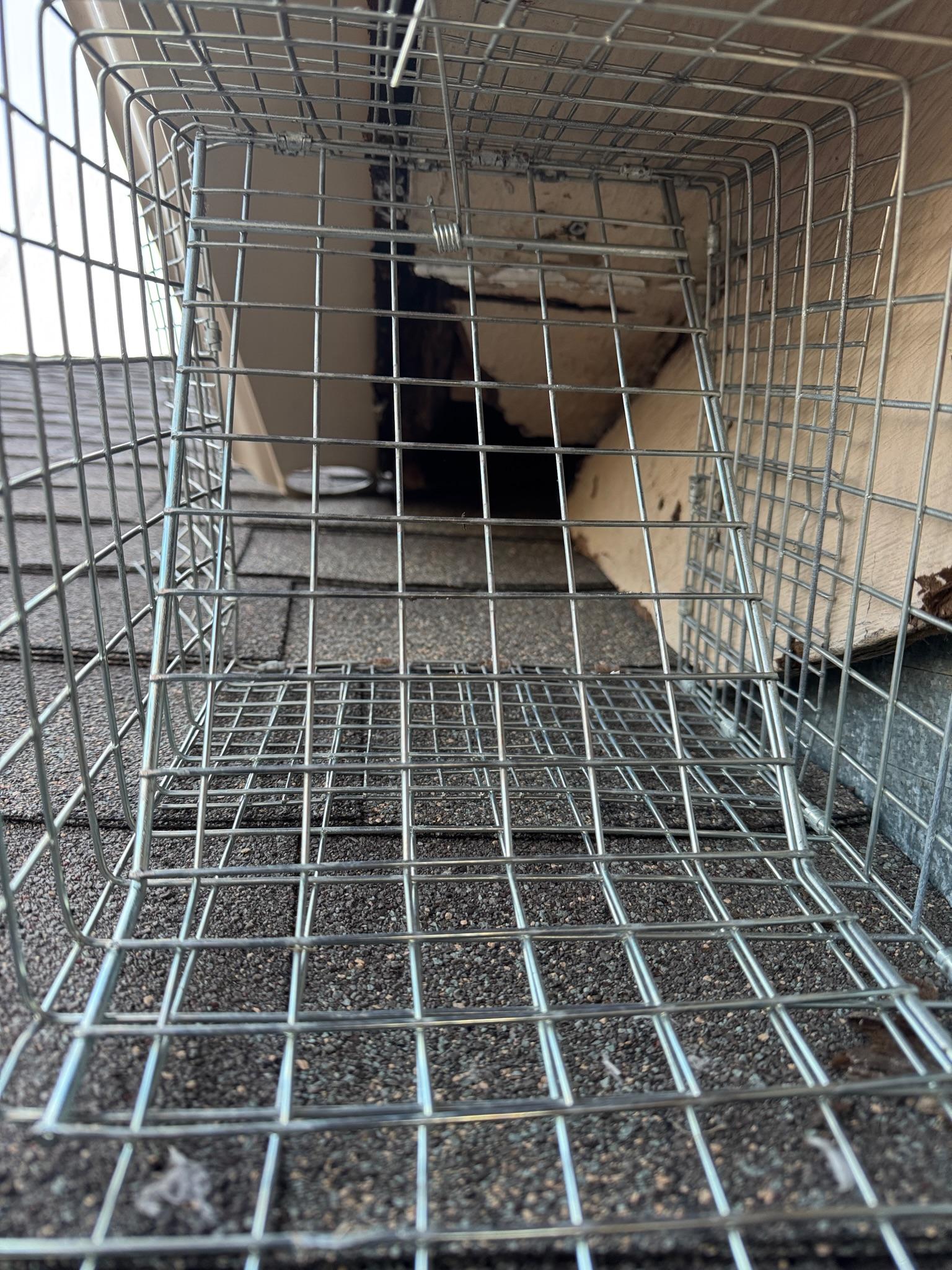 Wire cage fitted against an opening beneath the eaves