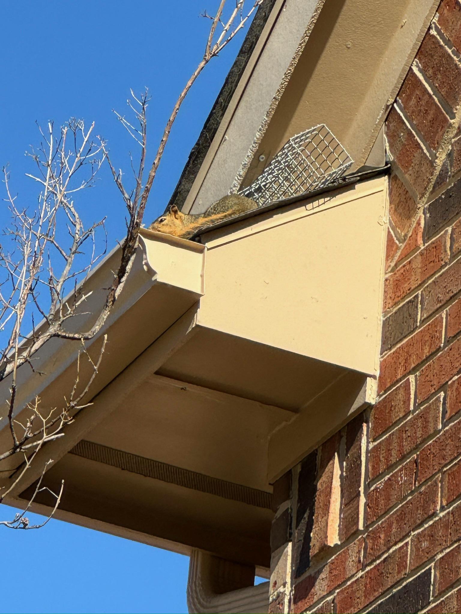 Wire mesh fitted along the junction of exterior siding and a lower roof