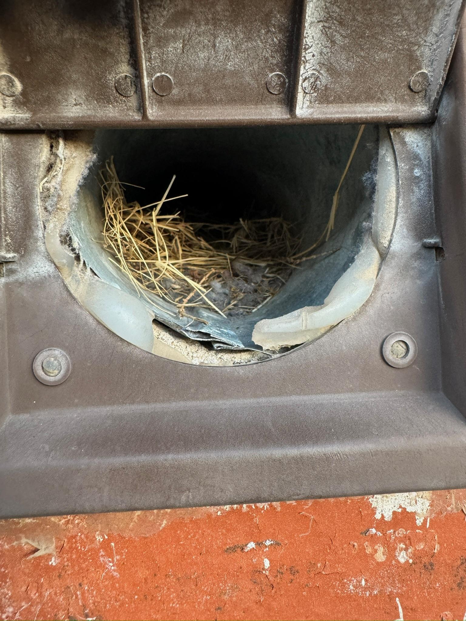Bird nesting material inside an open exterior wall vent