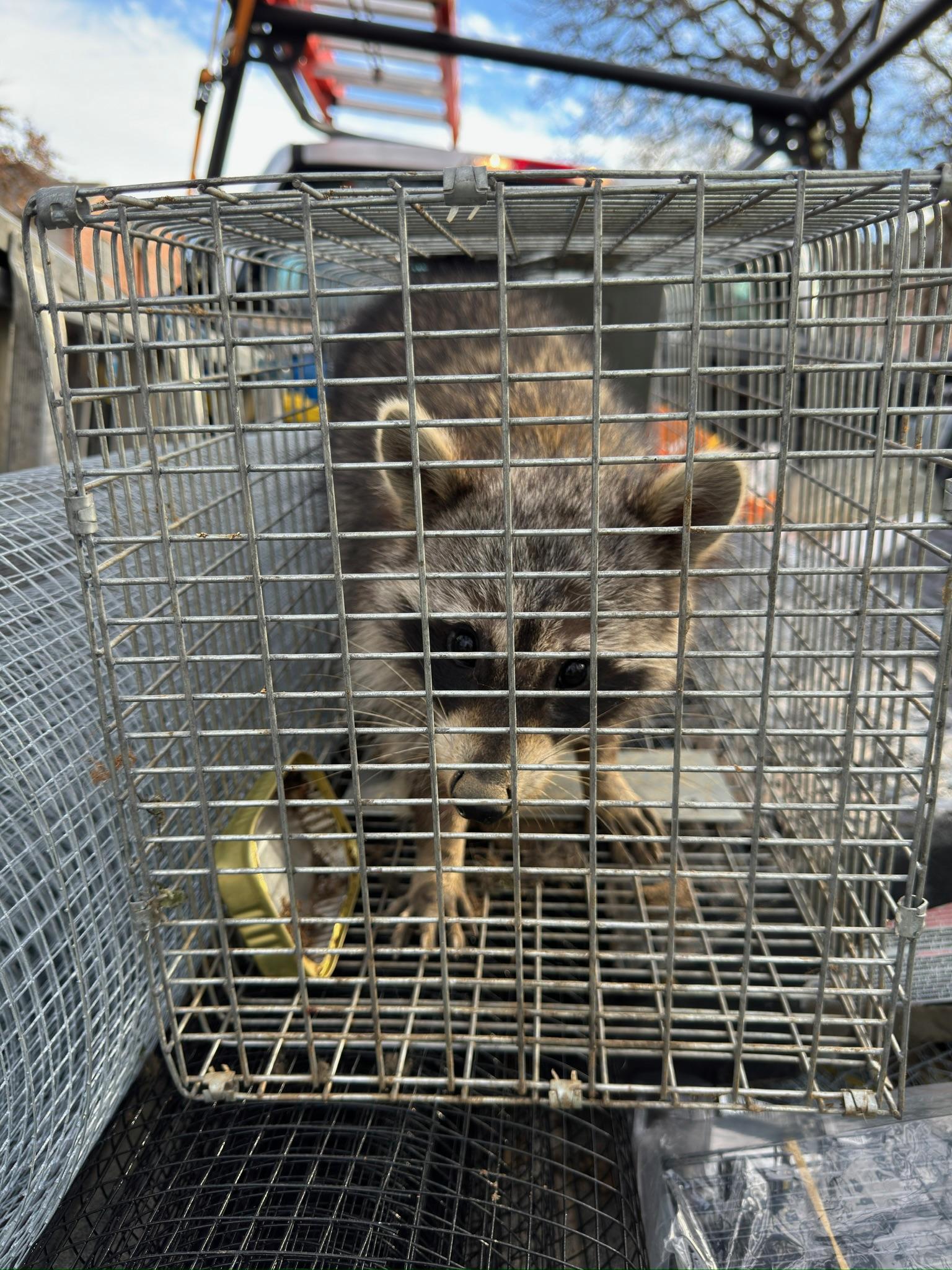 Raccoon looking out through the door of a metal live trap