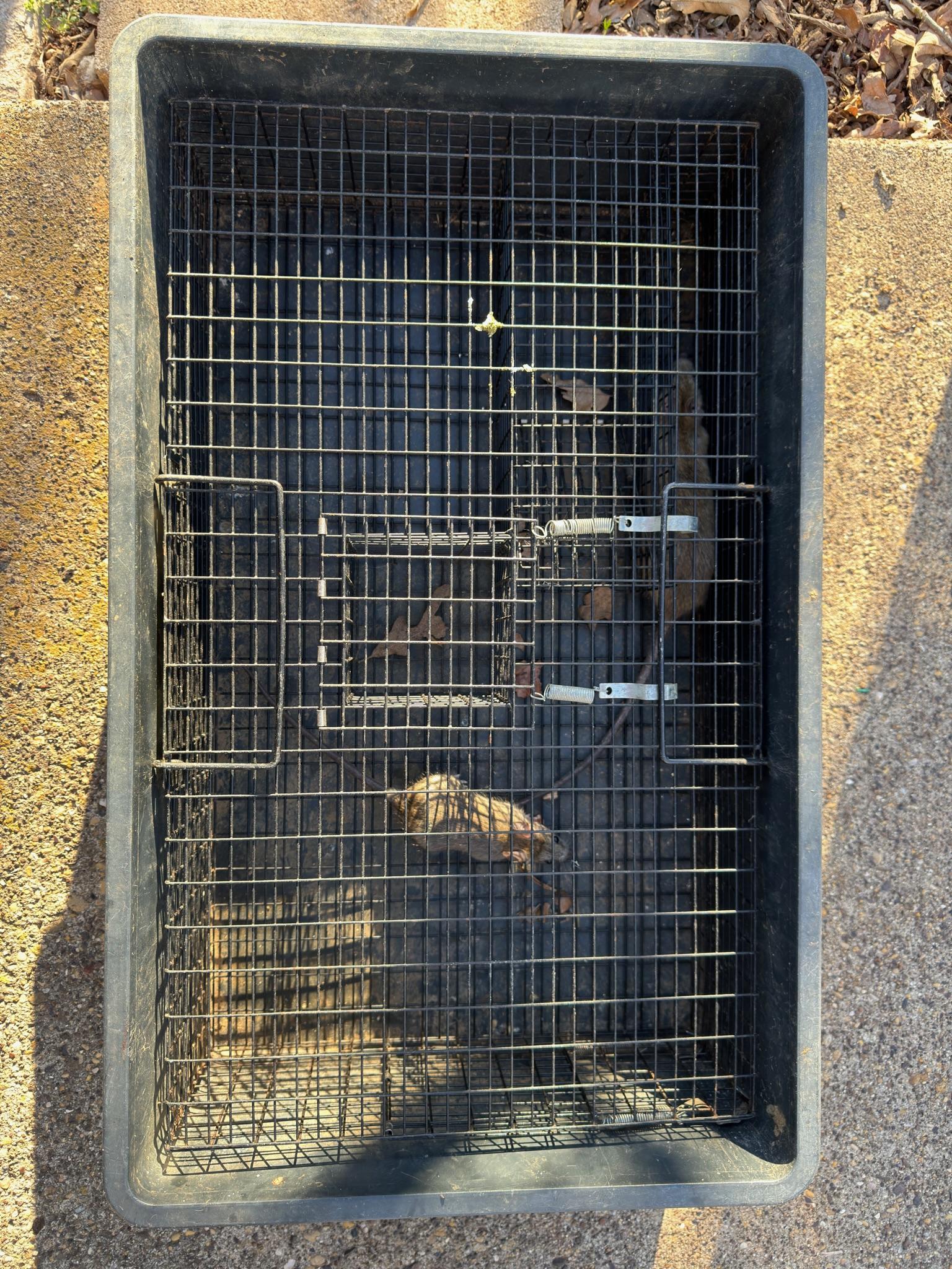 Raccoon visible behind wire mesh in an exterior opening