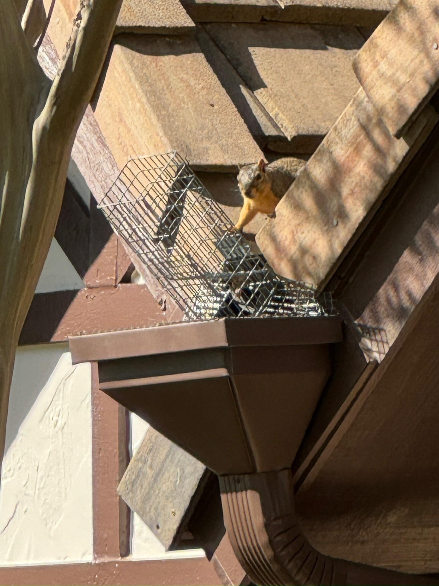 Wire barrier secured beneath roofing near a downspout