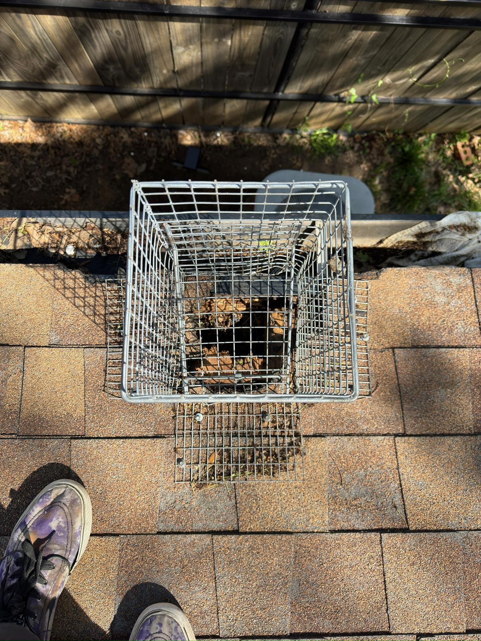 Overhead view of an animal inside a live-capture cage on paving stones