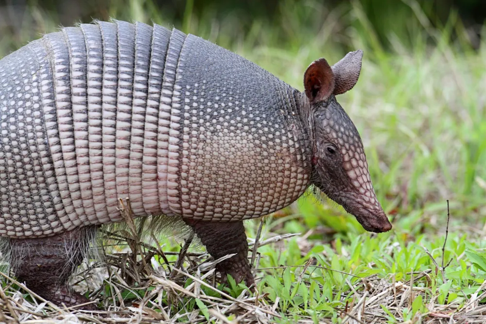 Armadillos