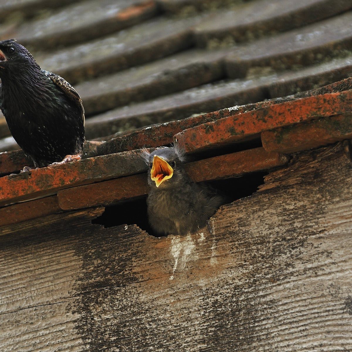 Birds