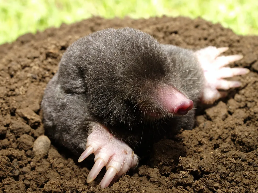 Moles