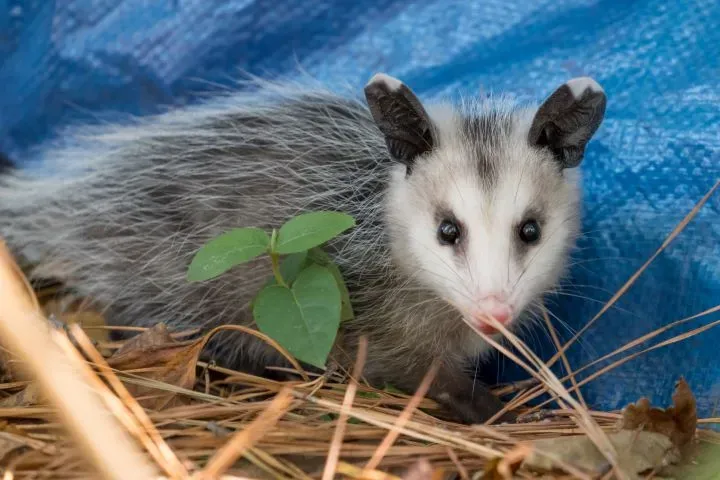 Opossums