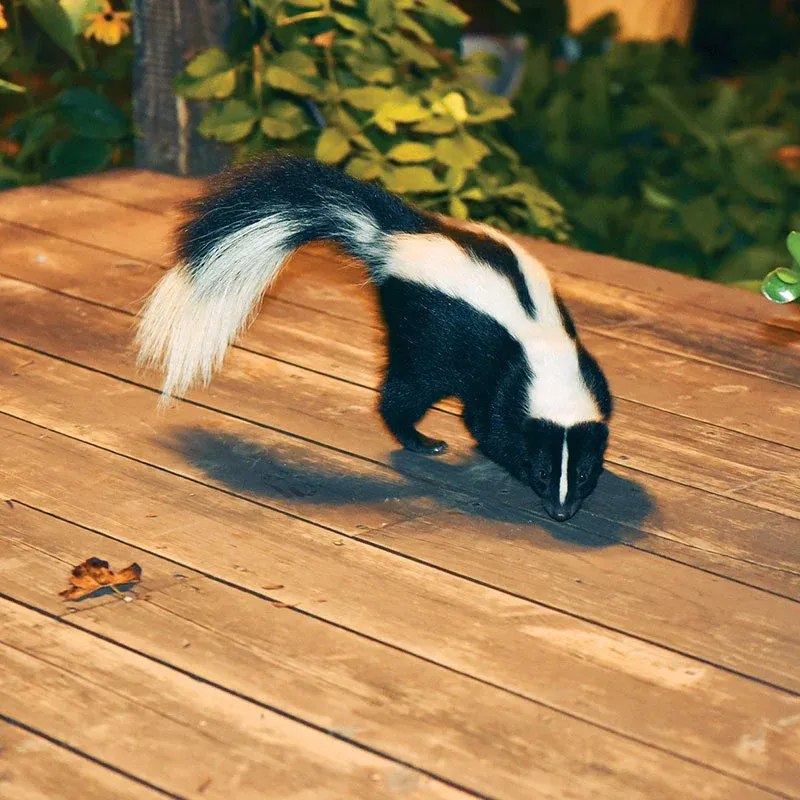 Skunks