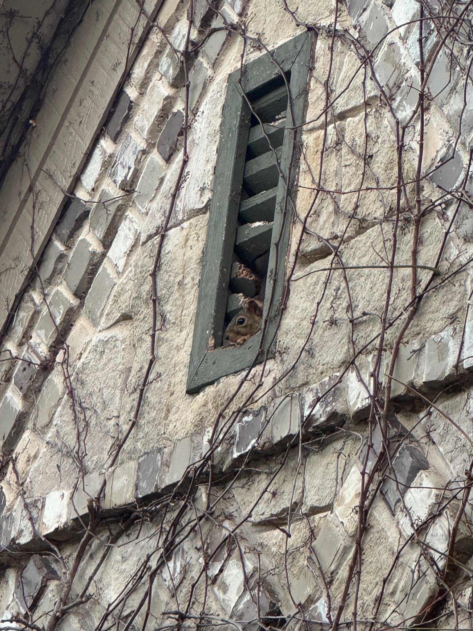 Rescue photo IMG_2170.jpg