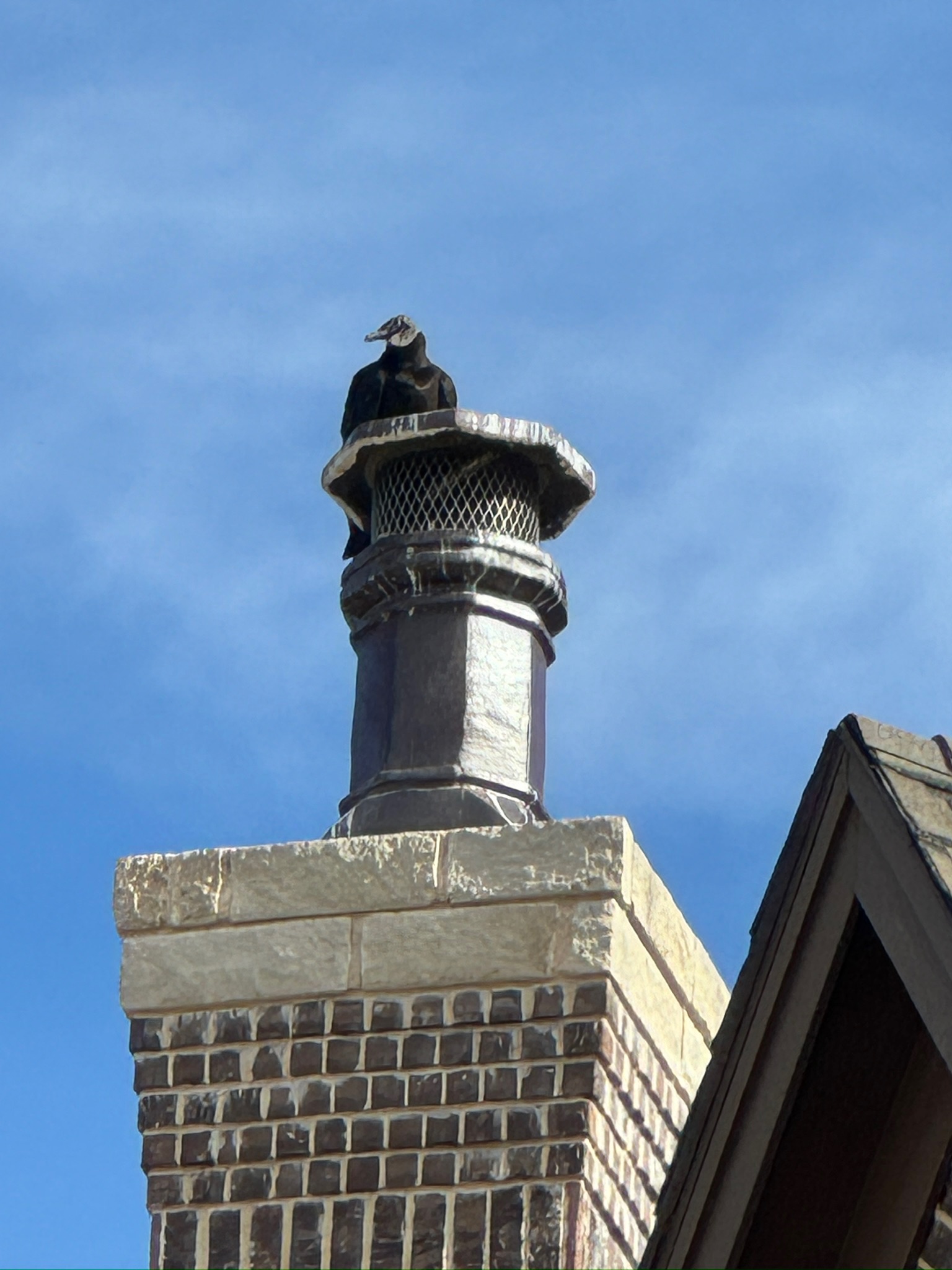 Rescue photo IMG_9741.jpg