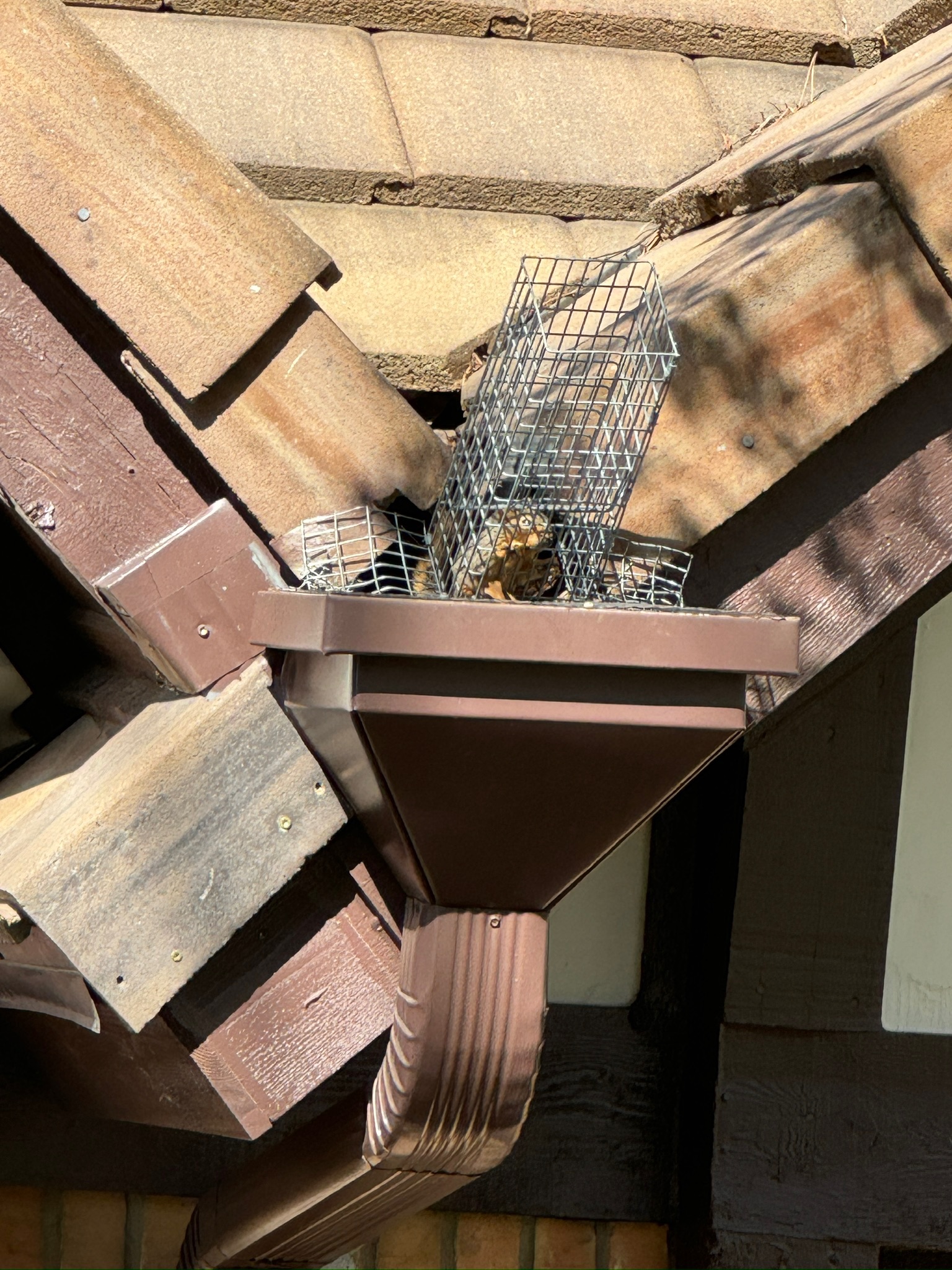 Rescue photo IMG_9963.jpg