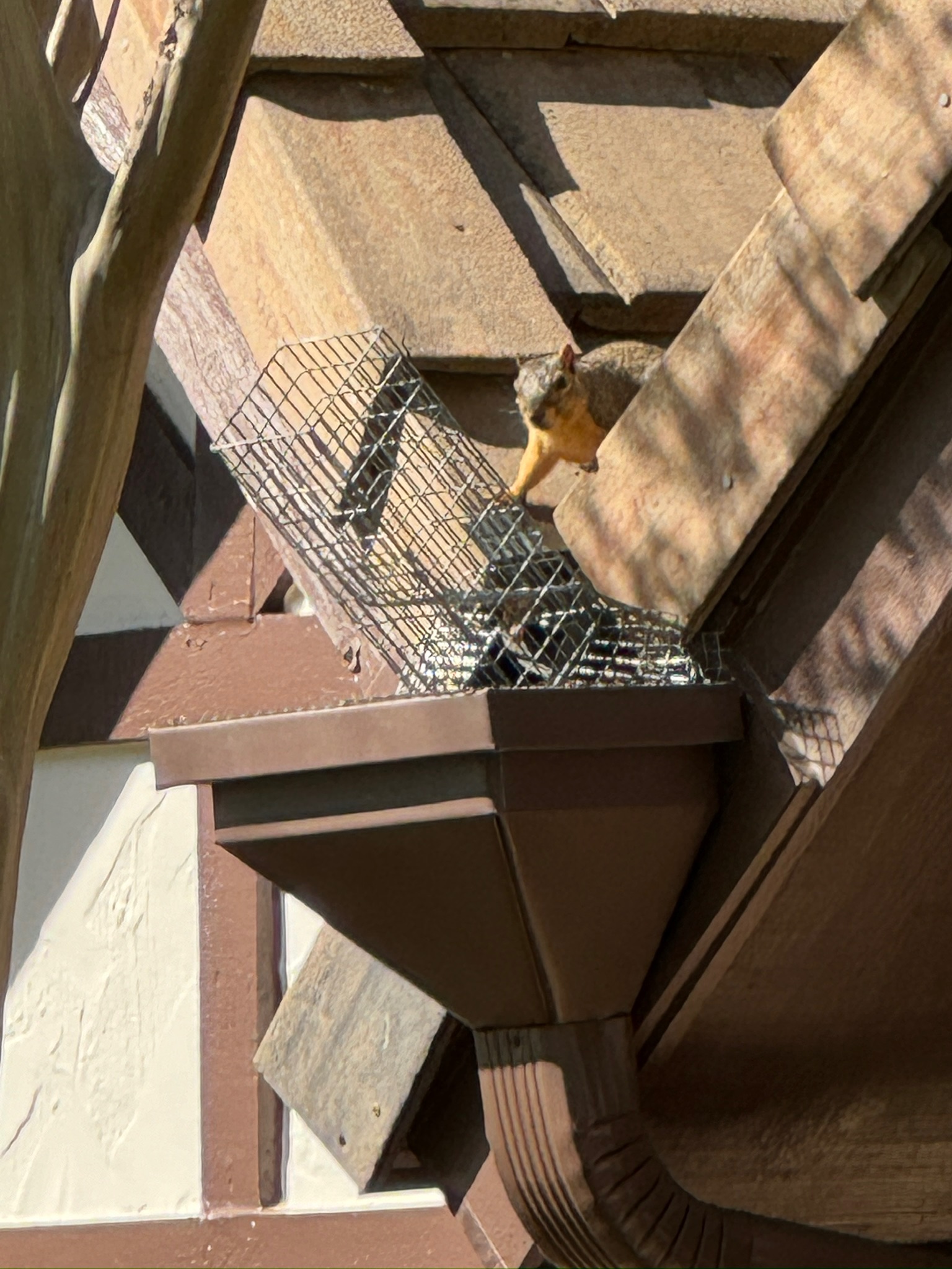 Rescue photo IMG_9964.jpg